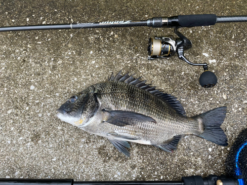 クロダイの釣果