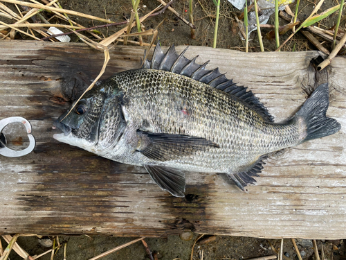 クロダイの釣果