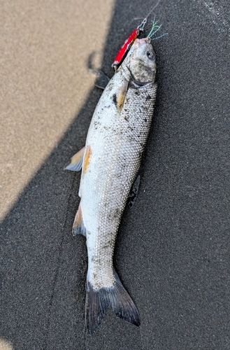 ウグイの釣果