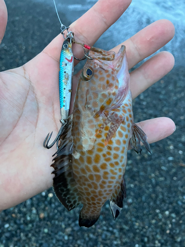 オオモンハタの釣果