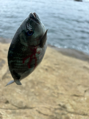 メジナの釣果