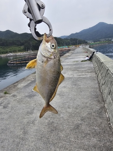 ワカシの釣果