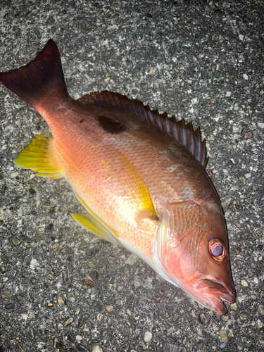 クロホシフエダイの釣果