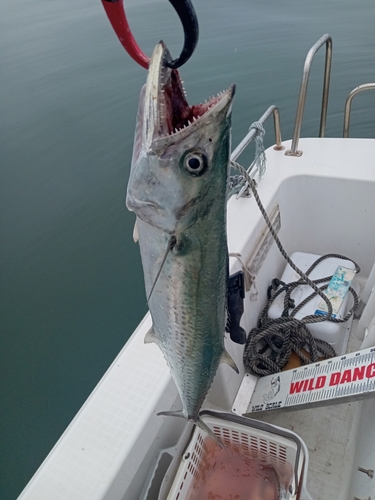 サゴシの釣果