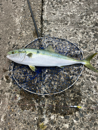 イナダの釣果