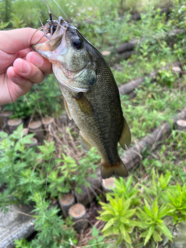 ラージマウスバスの釣果