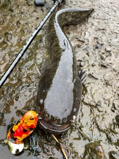 ナマズの釣果