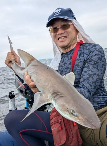 サメの釣果