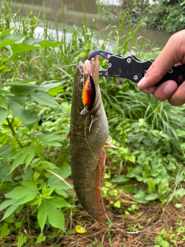 ナマズの釣果