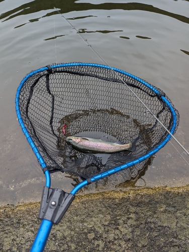 ニジマスの釣果