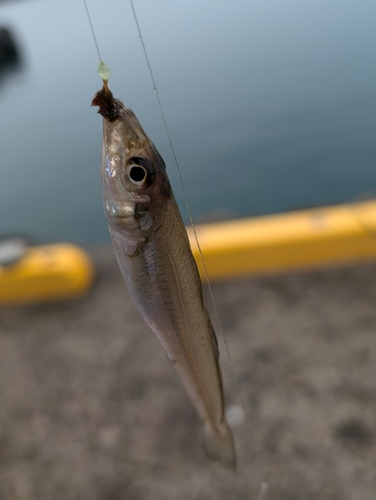 キスの釣果