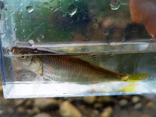 オイカワの釣果