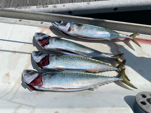 サバの釣果