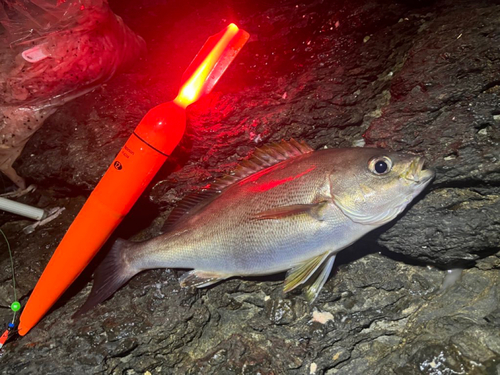 イサキの釣果