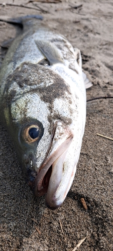 スズキの釣果