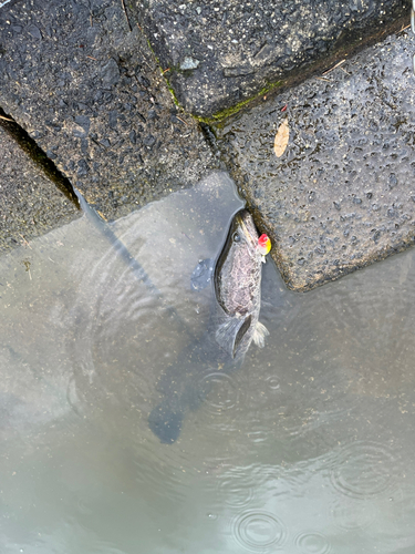 ライギョの釣果