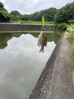 ブルーギルの釣果