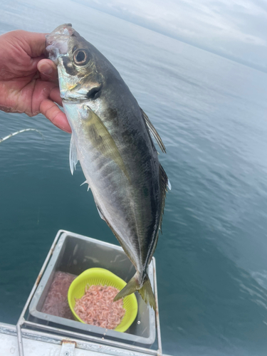 マアジの釣果