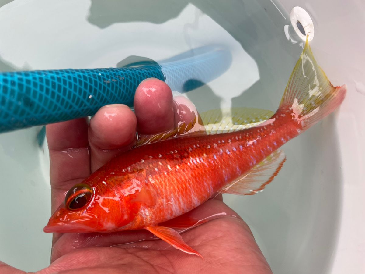 雨と嵐を呼ぶ人さんの釣果 2枚目の画像