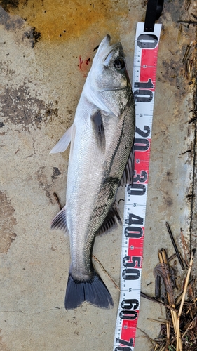 スズキの釣果