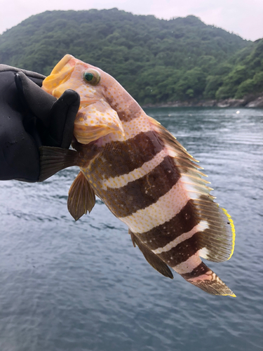 アオハタの釣果