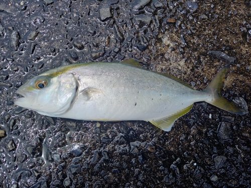 ネイリの釣果