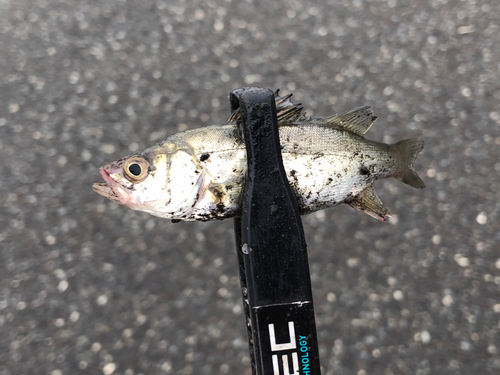 セイゴ（マルスズキ）の釣果