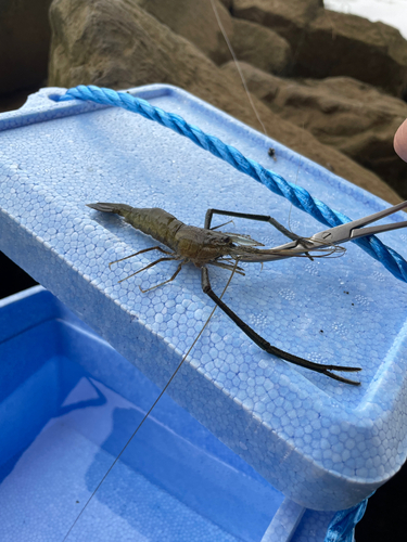 テナガエビの釣果