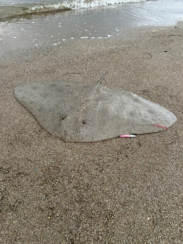 ツバクロエイの釣果