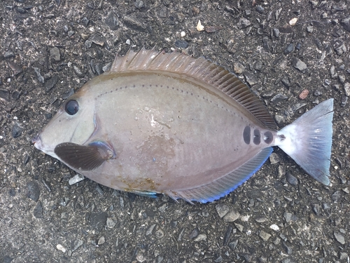 サンノジの釣果