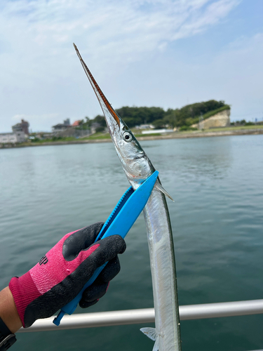 ダツの釣果