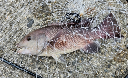 コブダイの釣果