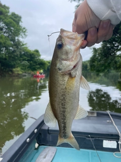 ラージマウスバスの釣果