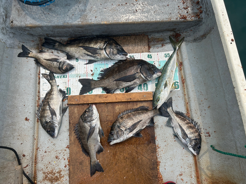 クロダイの釣果