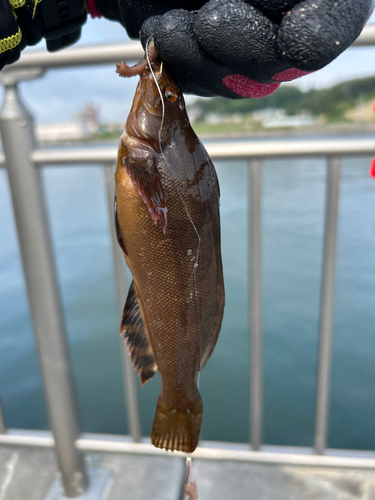 クジメの釣果