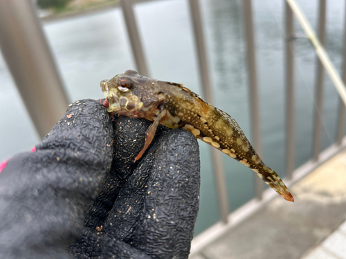 アナハゼの釣果