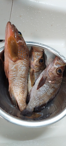 アコウの釣果