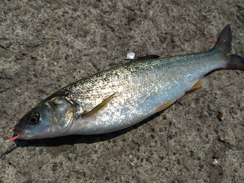 ウグイの釣果