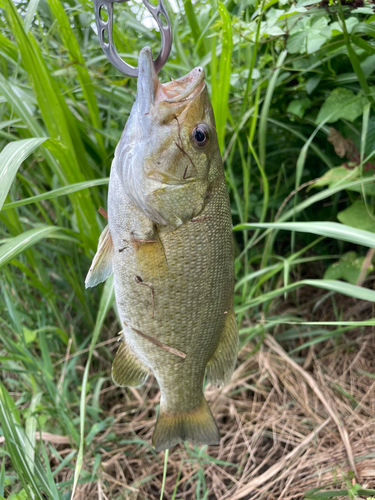 釣果