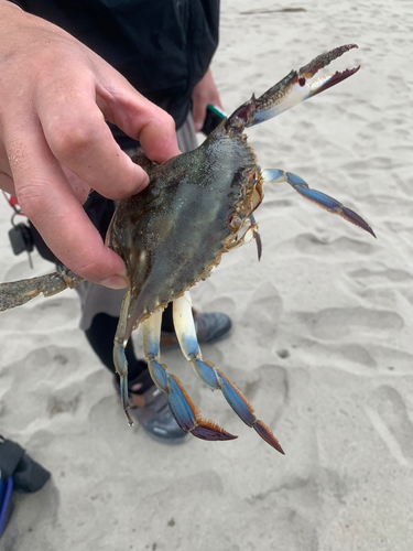 カニの釣果