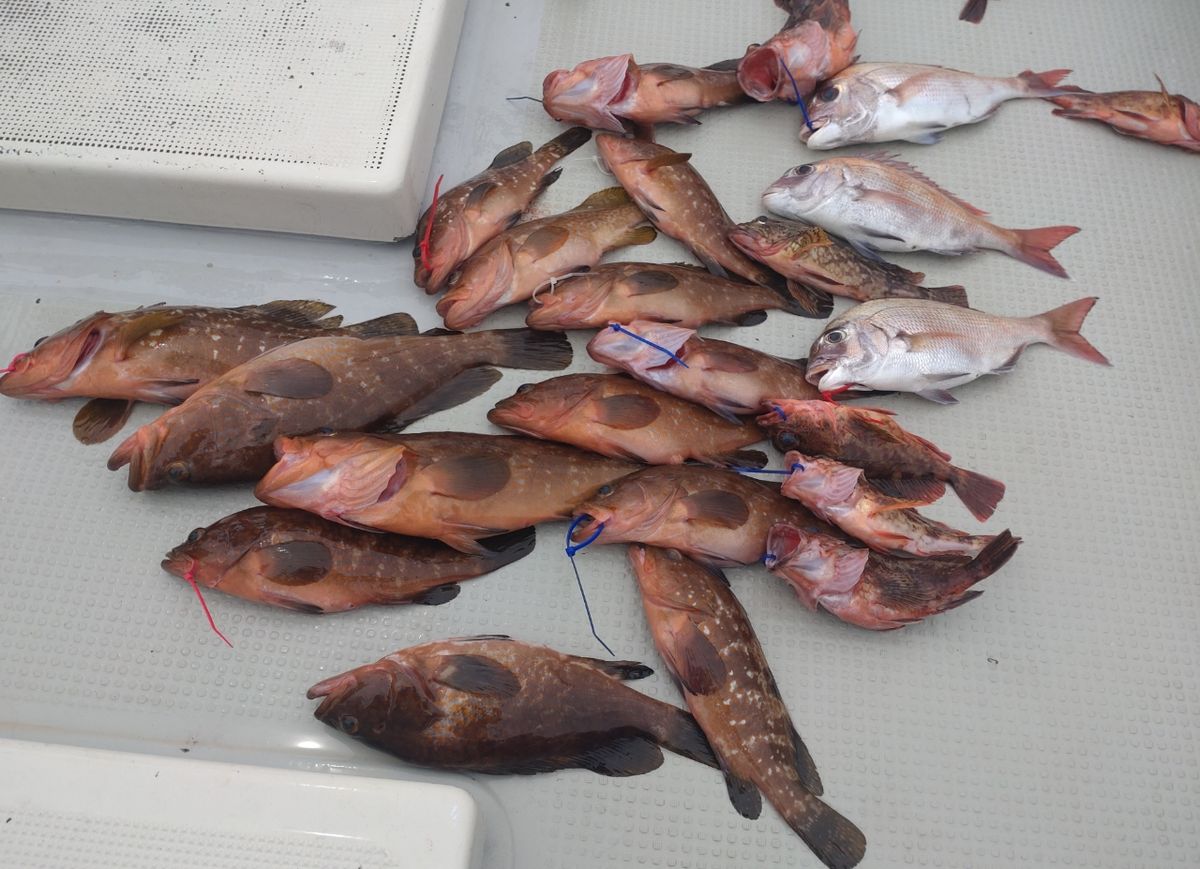 遊漁船勝栄丸（カツエイマル）さんの釣果 3枚目の画像