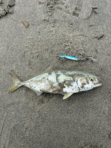 ワカシの釣果