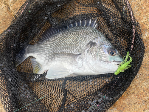 キビレの釣果