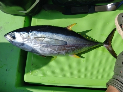 キハダマグロの釣果