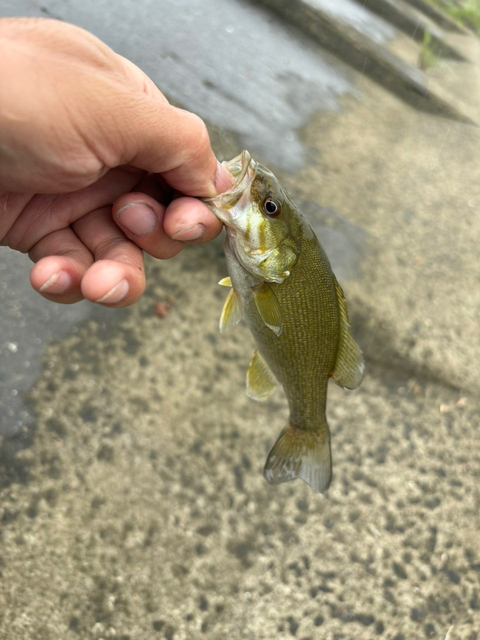 スモールマウスバス