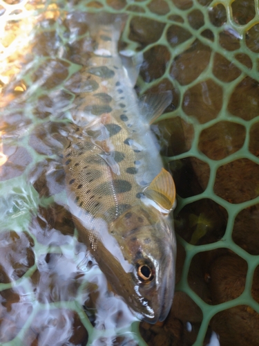 ヤマメの釣果