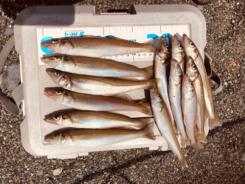 シロギスの釣果