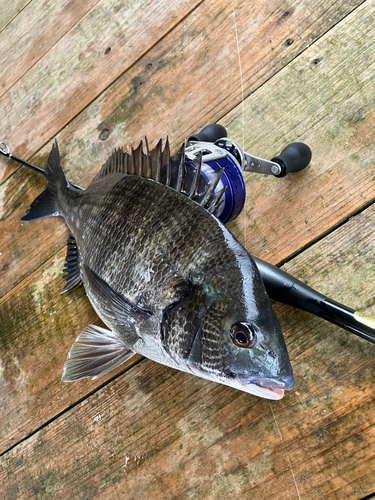 チヌの釣果