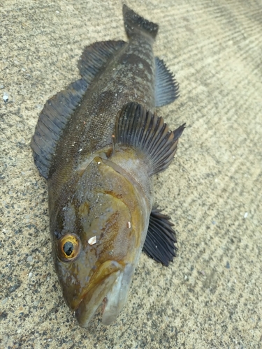 アイナメの釣果