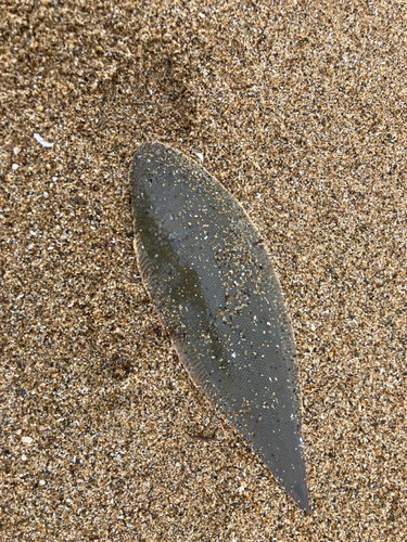 シタビラメの釣果